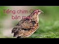 Tiếng Cút Mồi Cực Hay Tiếng Chim Cút Mồi Mới Nhất