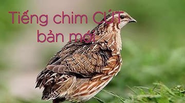 Tiếng Cút mồi cực hay, tiếng chim cút mồi mới nhất