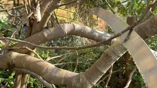 Fig tree prune in late winter UK tutorial and close up of fruit buds #fig #figtree #pruning #winter