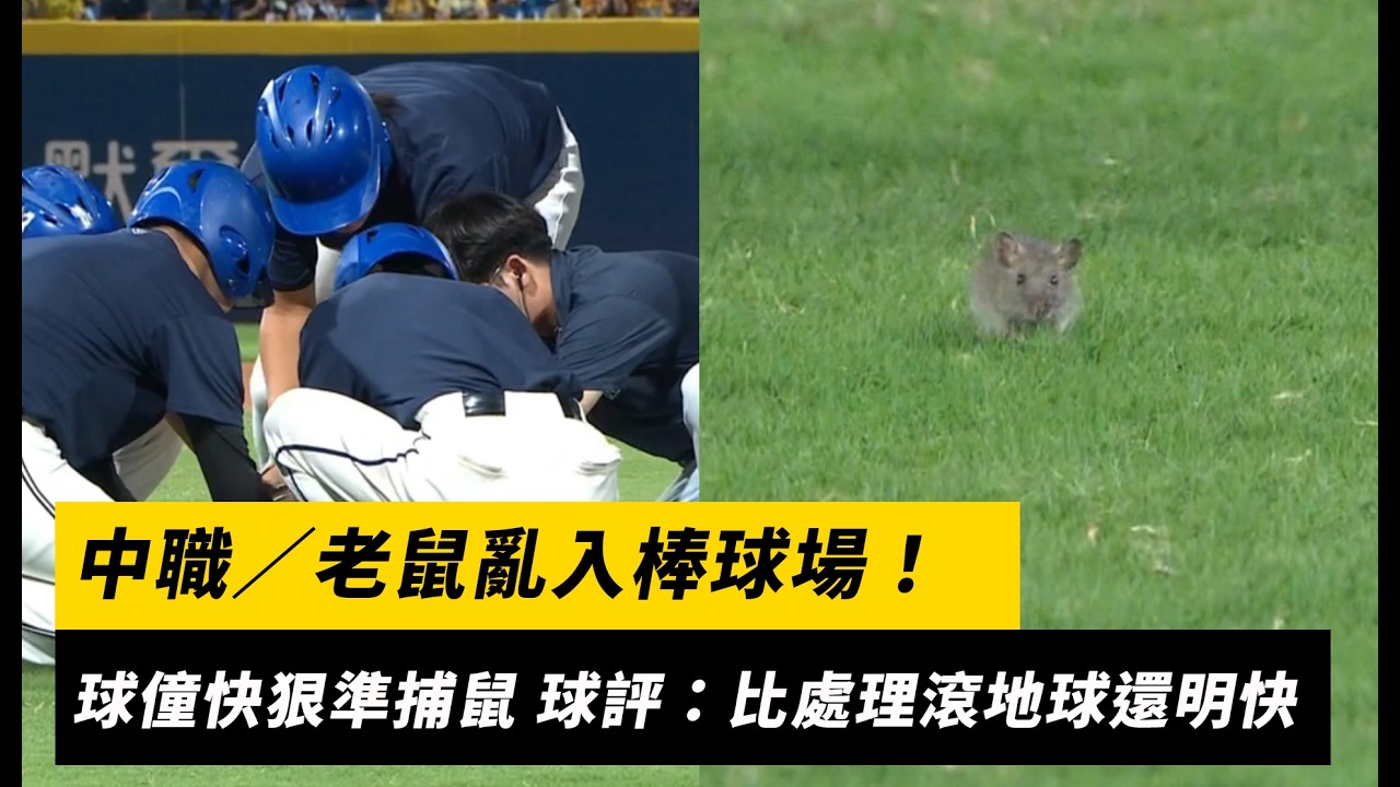 中職/老鼠亂入棒球場!球僮快狠準捕鼠美技 球評:比處理滾地球還明快|NOWNEWS