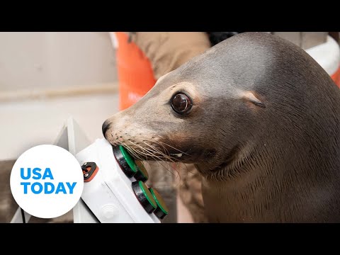 Sea lions taught how to play video games by US Navy scientists | USA TODAY