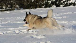 A tribute to the Elkhound 2010