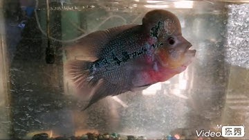 External structure of Animals