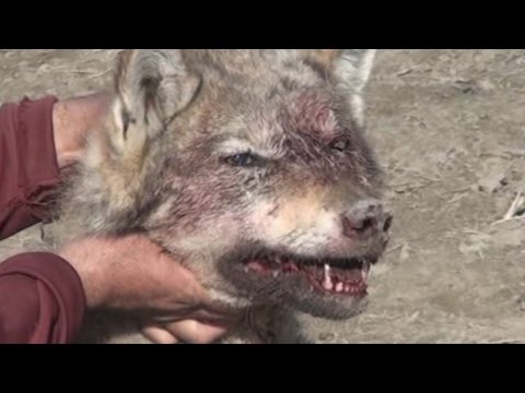 Video: Kanqal canavarı öldürə bilərmi?