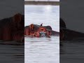 🐳クジラに最も近い動物/カバ🦛