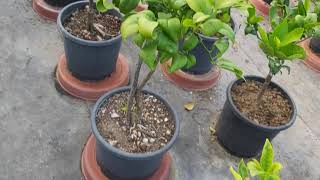 Saksi̇li̇ Li̇monlarda Gübreye Di̇kkat.