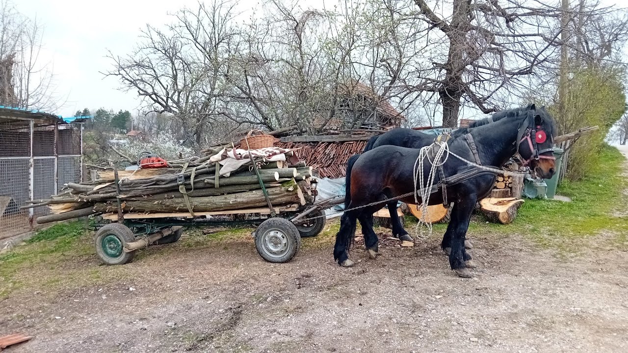 Seoski život bez filtera: Izvlačenje oborenih stabala iz šume #horse #same_beg