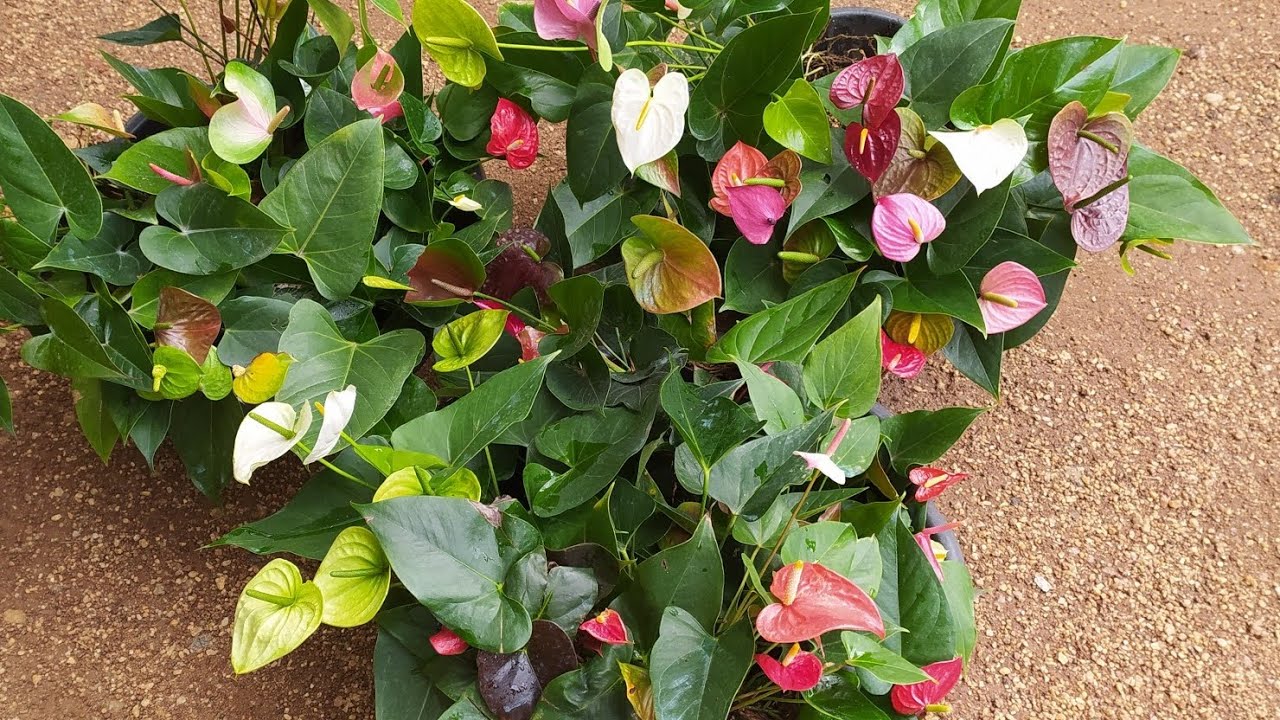 එන්නකෝ ඔයා කැමති විදිහට මල් තෝරන්න...ඉවර වෙන්න කලින් වෙන් කර ගන්න0752878676