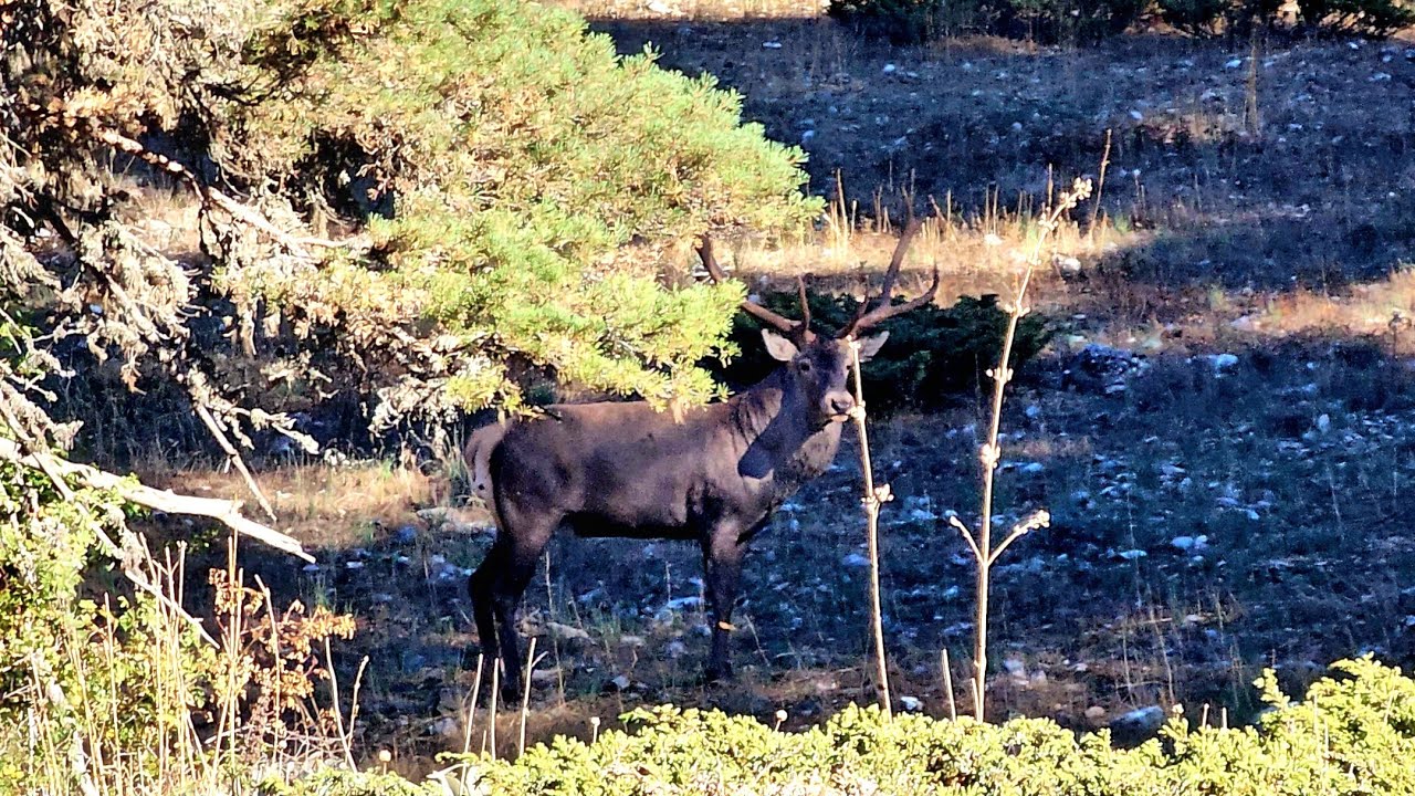 KIZILGEYİKLE GÖZ GÖZE GELDİM !! YABAN HAYATIN PEŞİNDE !.