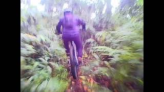 kelud p tom nyangkut