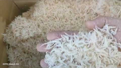 Belt Type  Sorting Dry Shrimp Color Sorter Remove Impuritis