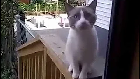 This cat can speak chinese - DayDayNews