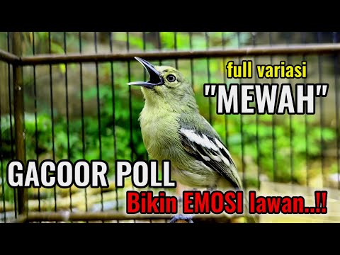 SEKALI PUTAR NYAUT SEMUA! SIRTU GACOR MENANTANG EMOSI LAWAN DENGAN SUARA SIRTU VARIASI SIRTU JANTAN