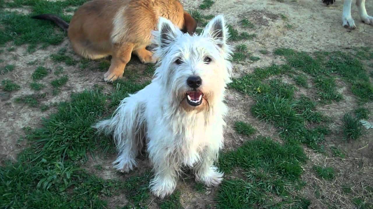 Dog Diva - Do Dogs Need Clothes?