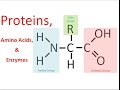 Proteins & Enzymes (honors biology) updated