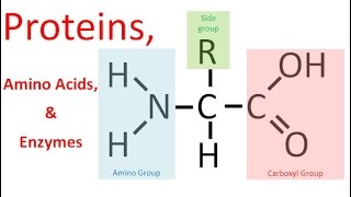 Proteins & Enzymes (honors biology)