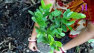How to grow Karomcha | Karonda | Carissa carandas tree