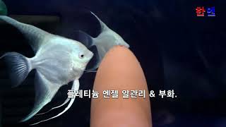 엔젤피쉬 번식 부화 / angel fish breeding.