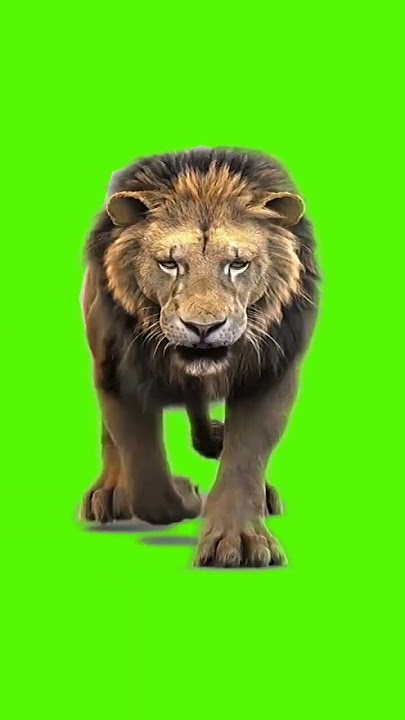 Green screen singa berjalan nocopyright