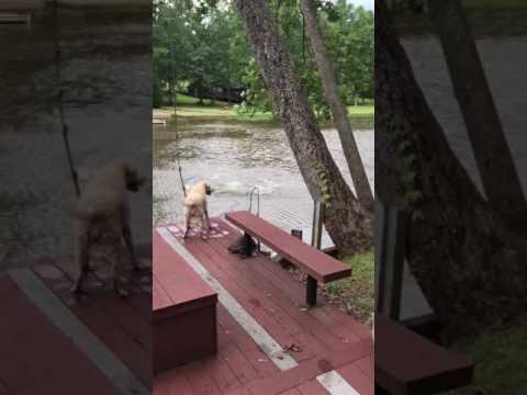 Dogs (Buster & Jazz) panic when owner swings out and falls into lake, then swim out to rescue him.