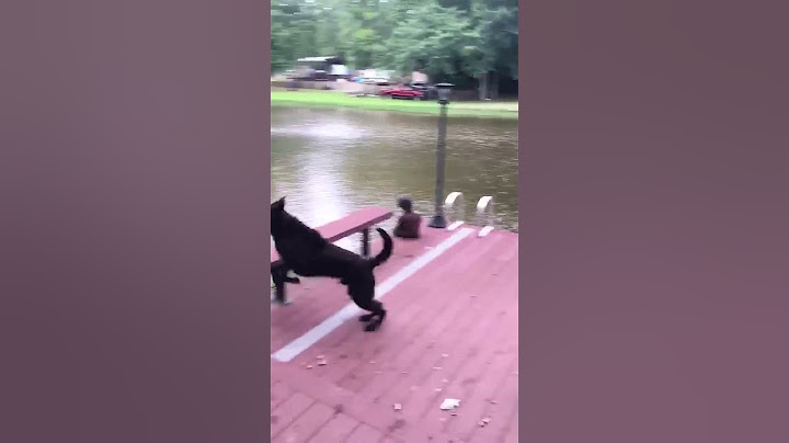 Dogs (Buster & Jazz) panic when owner swings out and falls into lake, then swim out to rescue him.