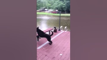 Dogs (Buster & Jazz) panic when owner swings out and falls into lake, then swim out to rescue him.