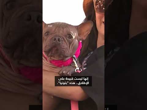 بتونيا تفوز بلقب أقبح كلب في العالم لعام 2024
