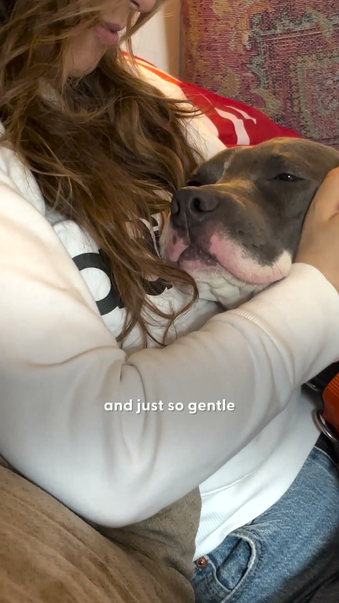 Pittie Tied To A Pole In The Cold Needs A Home | The Dodo