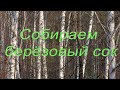 Собираем берёзовый сок