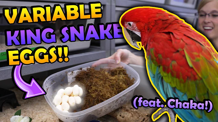 Our Variable King and Corn Snakes Laid Eggs!