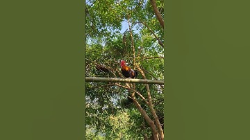 gà rừng giải nhìn đập cánh cực xong. qaib qus ntxuaj ti zoo tiag tiag