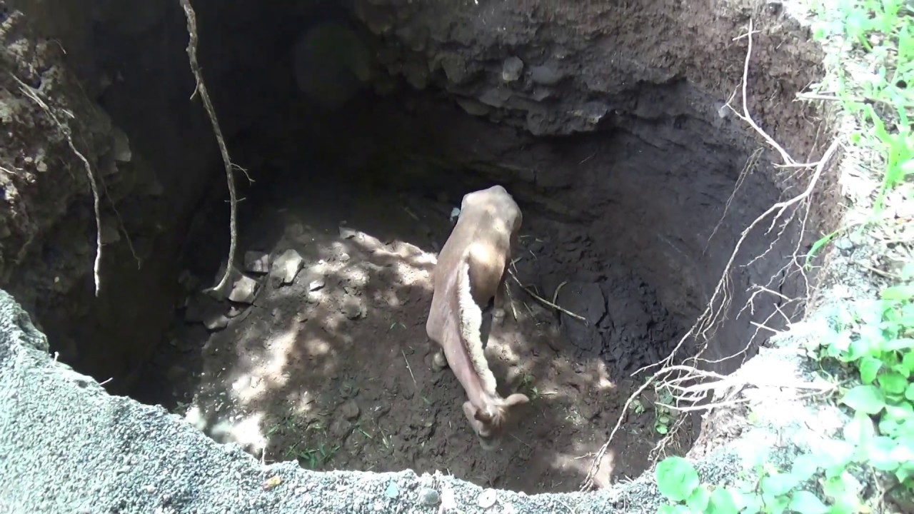 camera iphone 8 plus apk Animal Rahat Rescues a Pony Trapped in a Pit for 5 Days
