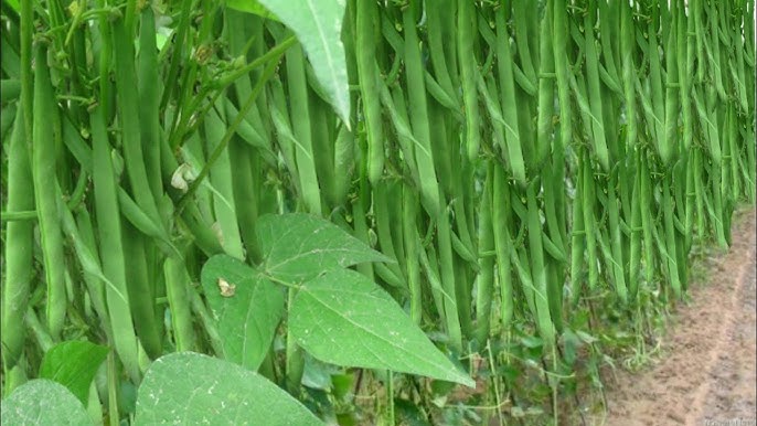 Beans ki kheti | बीन्स की खेती | Beans farming | फल्ली बीन्स की खेती | french beans ki kheti