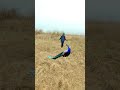 #vtrjungle real peacock 🦚#content real peacock 🦚#vtr #cute #vtr #peacock nature enthusiastic
