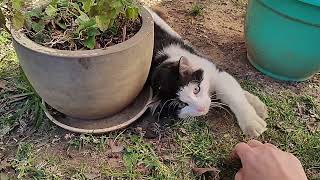 A Cat Named Mouse Found My Catnip Plant