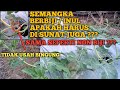 Manfaat Penyunatan / pemotongan pucuk pada tanaman semangka