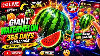 🍉 GIANT WATERMELON! 🔥 INSANE FRUIT MERGE LIVE 🎮 LET’S GET THE BIGGEST MERGE screenshot 1