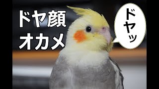 【オカメインコ】ちょんまげの毎日【25日目】