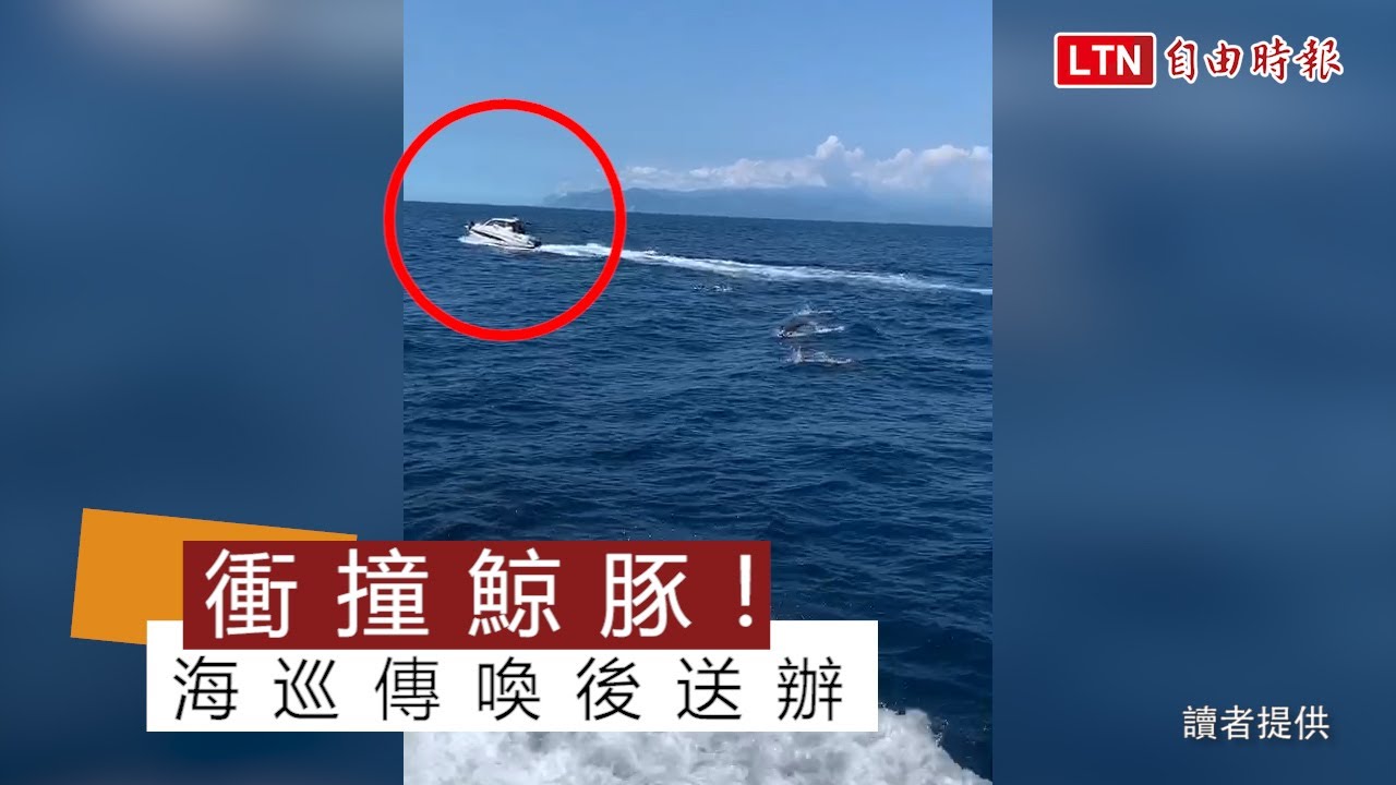 【十點不一樣】人船爭道! 牛奶海域遊艇放人下水玩 賞鯨船:憂誤撞危及安全