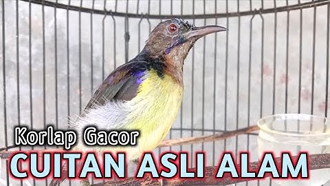 kolibri kelapa | manggar | wiceh | pancingan korlap gacor cuitan asli alam liar