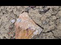 Cycads, Tree Ferns or Corals? Winter Rockhounding Central Oregon Agates, Jasper and Petrified Wood