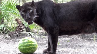 Do BIG Cats Like Watermelon?