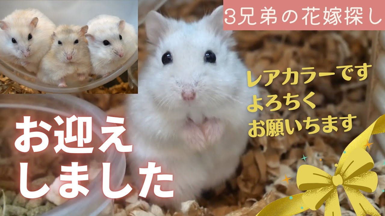 レアカラーの花嫁？お迎えしました～ハムスター3兄弟の花嫁探し