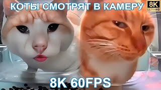 Коты Смотрят В Камеру 8K 60Fps 😼