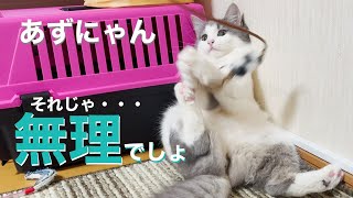 あずにゃん、その格好じゃ捕まりませんよ【猫　サイベリアン　あずき】[vol.60]