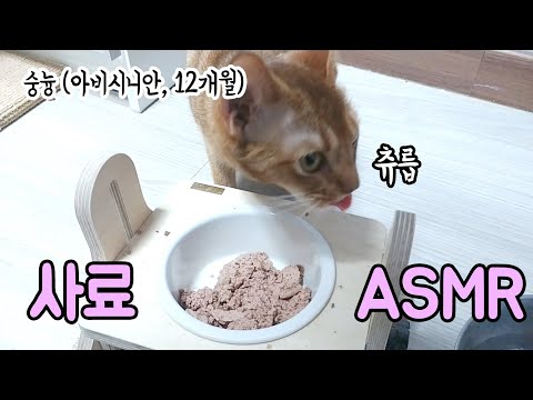 [사료 ASMR] 팬시피스트 키튼 텐더 흰살생선 캔 / Fancy Feast Kitten Tender Ocean Whitefish Feast Canned Cat Food