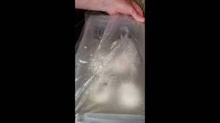 Day 56 Cutting Ball Python Eggs
