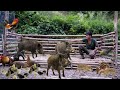 Life in the wild, build new wooden pens for wild boars, hunting fish at night, survival skills