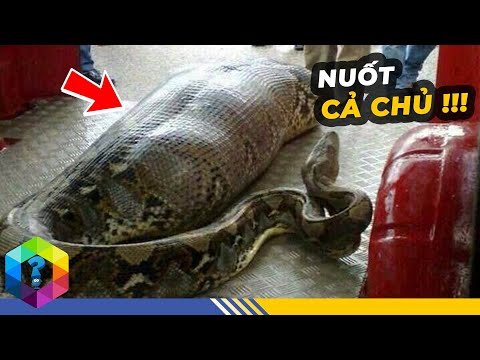 5 Lần Thú