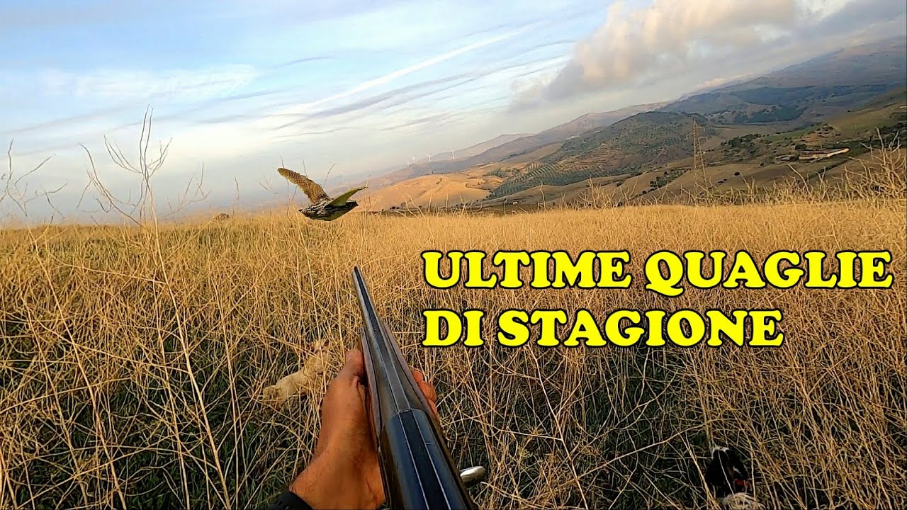 Ultime Quaglie  esperte di stagione 2024-25 - Aspettando la Preapertura